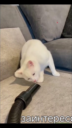 Пылесос чуть не всосал котика!! #shorts #шортс #рекомендации
