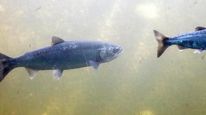 Environmental, fishing groups sue Oregon over coho salmon