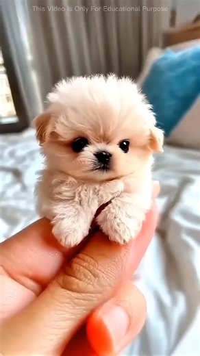 the cake inside gold ring 😱#shorts #facts #trending