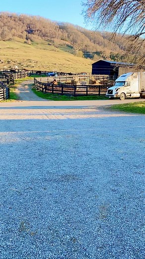 #horsebackriding #horsesforsale #sextonshorseandmule #SneedvilleTN #easttennessee | Sexton’s Horse & Mule Company