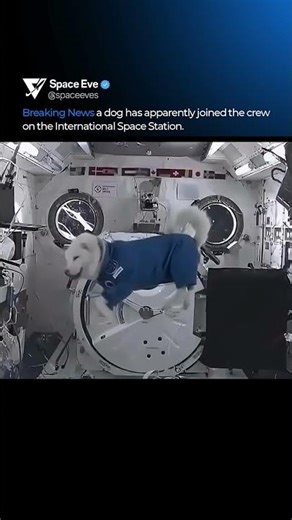 No, there has never been a dog on the ISS.#space #iss #astronomy #spaceexploration