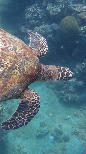I was clearing my mask and when I looked down and saw this guy fright next to me. So cool! #turtle