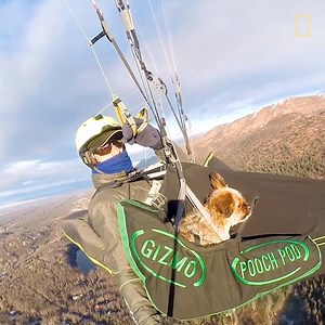 Watch this canine adventure duo take to the sky with their high-flying owner. | National Geographic History