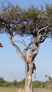 13M views · 273K reactions | Spot of bother ©Paul Goldstein Kicheche...