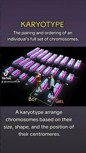 Karyotype
