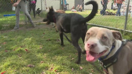 Local humane society does training to make dogs more adoptable