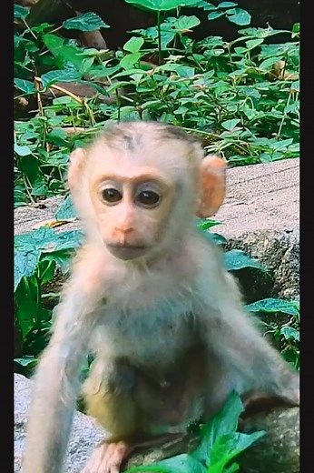 Pity small baby monkey cried #reelfb #fbreel #wildlife #monkey #video #Libby #Lily #cried #hungry #angry #sad #babycry #Facebookpost | Bolt Monkey