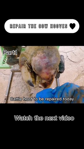 Repair the cow hooves. Follow for more content. #thehoofgp #fyp #hoofcare #cowhoof #foryoupage …see more