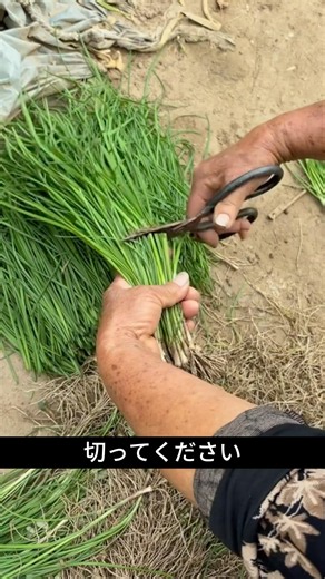 How to Plant Chives So They Grow Surprisingly Thick