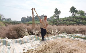 农家无添加纯菜籽油，从砍菜籽到压榨全过程，历时2周，太辛苦了