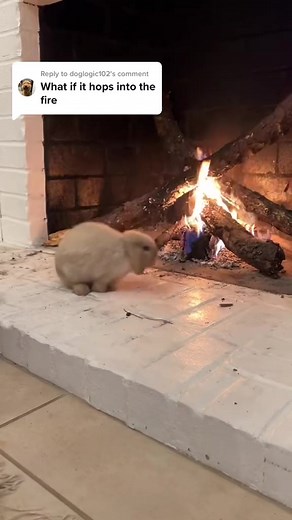 Stop, drop, and roll #bunnyrabbit #burnbabyburn #stopdropandmom #discoinferno | Rabbit Pals
