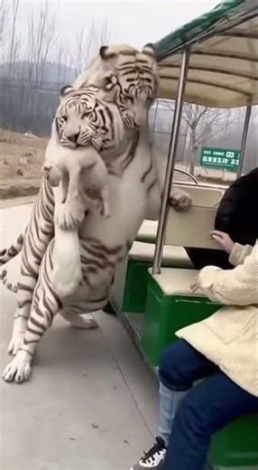 I really want to raise a tiger cub #funny#tiger #tigershroff #wildlife