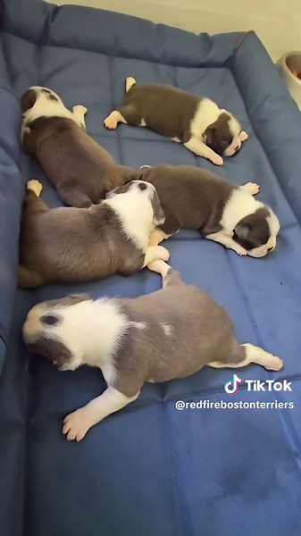 Cute Baby Boston Terriers Scooting Around