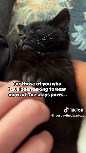 Relaxing Cat Purring Sounds for Stress Relief | Dwarf Cat Tuesday