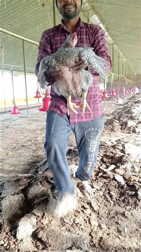 murga form #moti family short video Hindi video