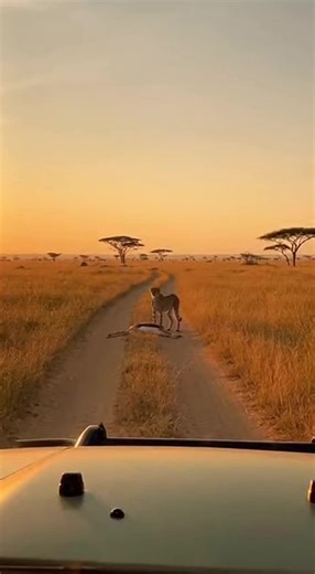 A cheetah makes a big kill on the Serengeti, only to have a powerful lion swoop in and steal it away, leaving the cheetah defeated.