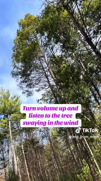 Tree swinging in the wind making a creaking sound #Tree #Trees #GetOutside #Hiking #TurnVolumeUp #VolumeUp #FreakingSound #Creaking #Spring #Springtime