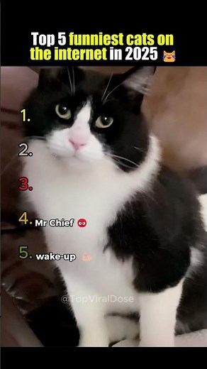 Top 5 Funniest Cats on the Internet in 2025 😹
