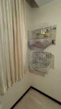 Domestic canary breeding room