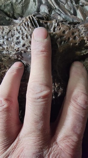 #fossilpreparation #fypシ #fyp #dream #follow #fossils #learn #fossils #love #research #paleontologist #palaeontology #geologist #rock #crocodile #reptile