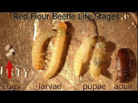 Red Flour Beetle - The 4 Life Stages