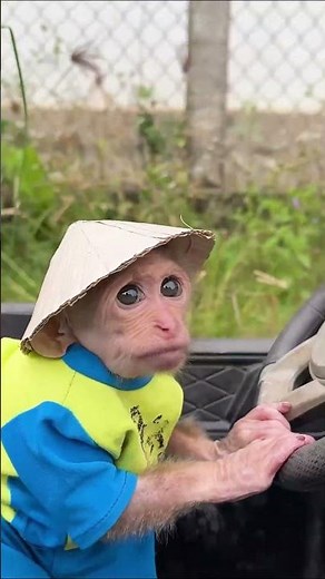 Hilarious 🤣 Baby monkey drive supercar take CuTis #cutis #monkeybaby #monkeys