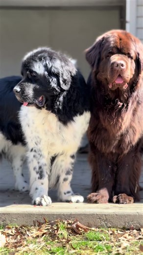 Happy National Newfoundland Dog Day! We are not a breed for everyone but we are the perfect breed for some🤗 #newfoundlanddogs #newfie #newfiepuppy .
