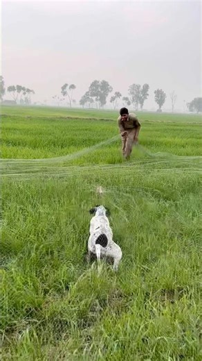 [Batair ka shikar dog ka sath ]hunting quail netting quail in Pakistan 2025 #shorts