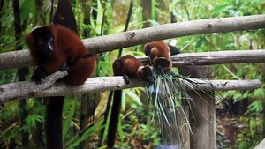 Baby red-ruffed lemurs debut at Naples zoo