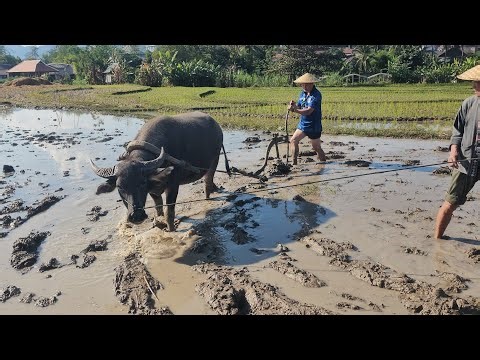 MUS NCIG LAOS KAWM UA LIAJ AT [The living land farm]