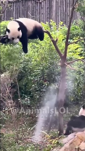 Funny Panda Falling Compilation 😂 (Part 2) #Shorts