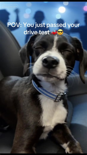 When Lego the Legend hears you passed your driving test 🕺🐾 #americandrivingacademy #drivetest #dogsoftiktok