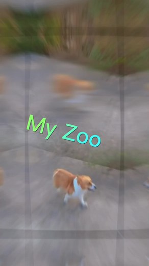 What are the two dogs doing#Two dogs are racing