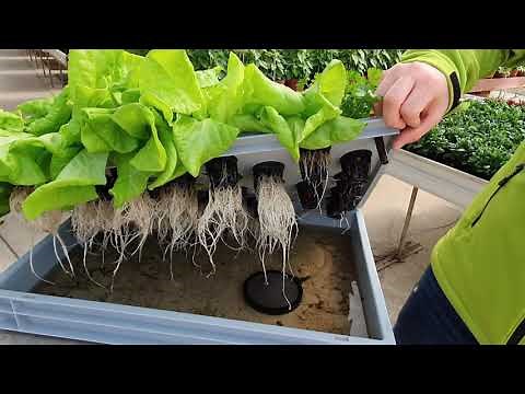 Hydroponik System für Zuhause | think green 2021