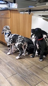 287K views · 12K reactions | DAY 61... They cannot figure out why 7 people are crowded into this little room looking at them. Walter...Red collar Duncan...Silver collar Storm...Pink collar Jethro...Brown collar Hudson...Dark blue collar My No name ...Dark Green collar Armani x Kiss European Great Dane babies 殺 | Genesis Guardian Angel Great Danes USA | Facebook