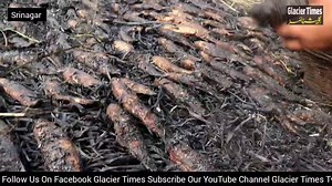 12K views · 47 reactions | Kashmiri women prepare fish for the smoking process on the outskirts of Srinagar, Smoked fish locally called 'Fahre' is one of the traditional foods in Kashmir, and are usually consumed by locals in winter. | Glacier Times | Facebook