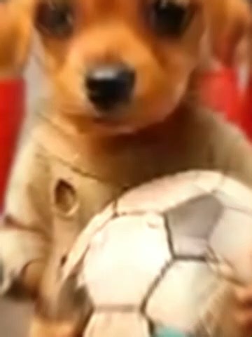 The poor puppy didnt have jersey so, his rich friends making fun of him #animahal