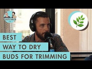 The Role of Moisture Content In Harvesting Cannabis - The Best Way To Dry Buds