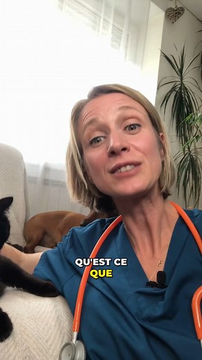 Eduquer un chat ? Est-ce possible à ton avis ? 🤔🐱 #chat #education #comportement #veterinaire | La Bulle Véto