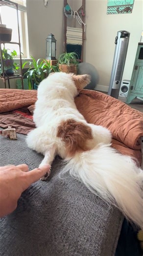 Cute Papillon Dogs: Meet Ozzy on TikTok!