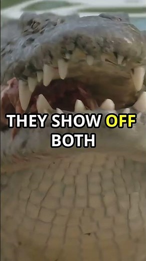 Alligator vs Crocodile Spot the Difference!