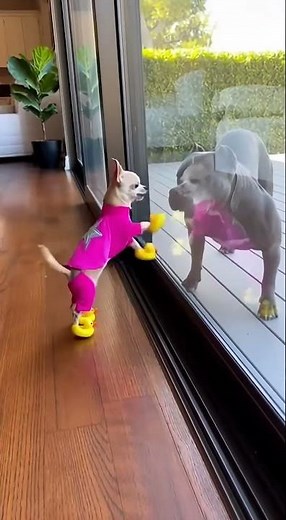 Chihuahua Turns Brave… Until the Door Opens 😳😂