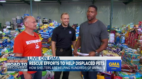 Rescue efforts underway to help pets displaced by Harvey