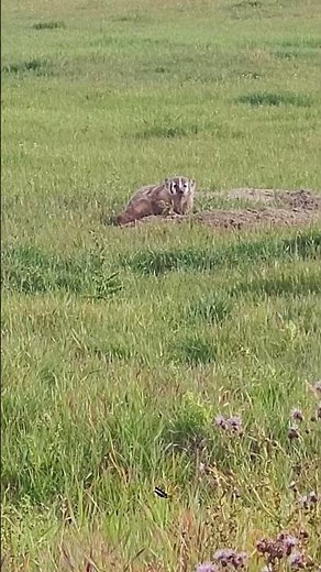 Badgers are gopher killing machines! They also leave you with huge holes in your fields.
