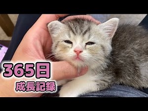 【祝1歳】生まれてから365日のもち様の成長記録！