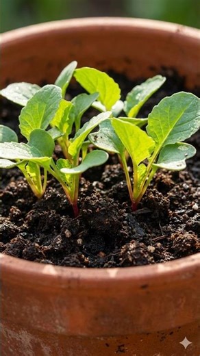 Radish Seeds Sprouted So Fast… I Was Shocked! 😳🌿 #shorts