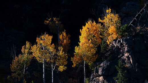 Everything you need to know about the science behind changing leaves