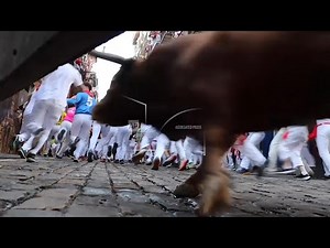 Bulls chase daredevils through streets of Pamplona during Spain's bull-running San Fermín festival