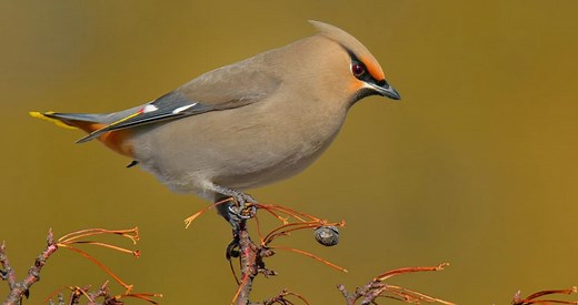 Bohemian Waxwing Identification, All About Birds, Cornell Lab of Ornithology