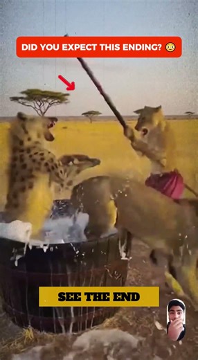 Lion & Wolf Caught Together… But They’re Being Watched! #wildlifeentertainment #animalbattle